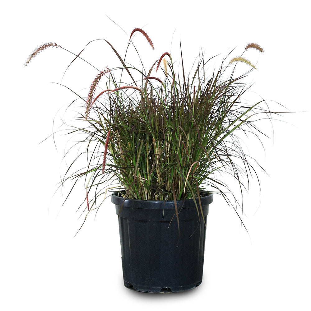 PENNISETUM SETACEUM RUBRUM   	حلفا حمراء