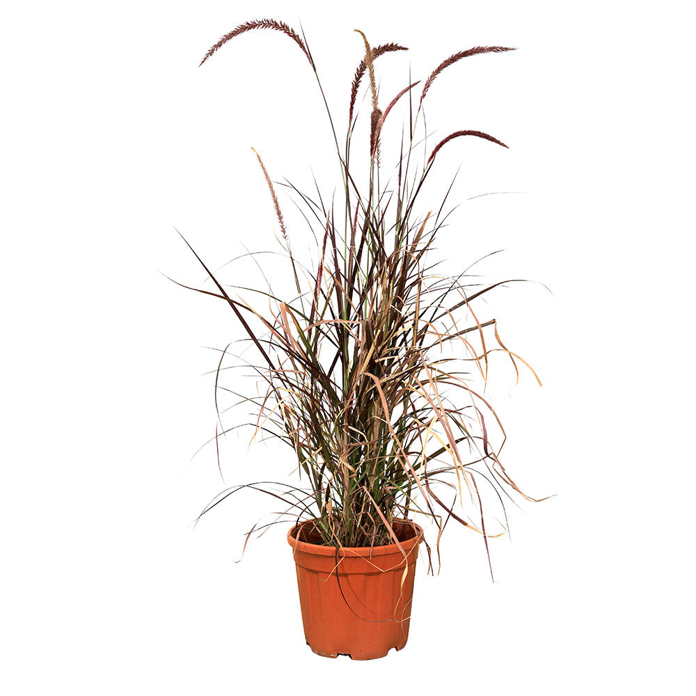 بينيسيتوم سيتاسيوم روبْرُم (حلفا)