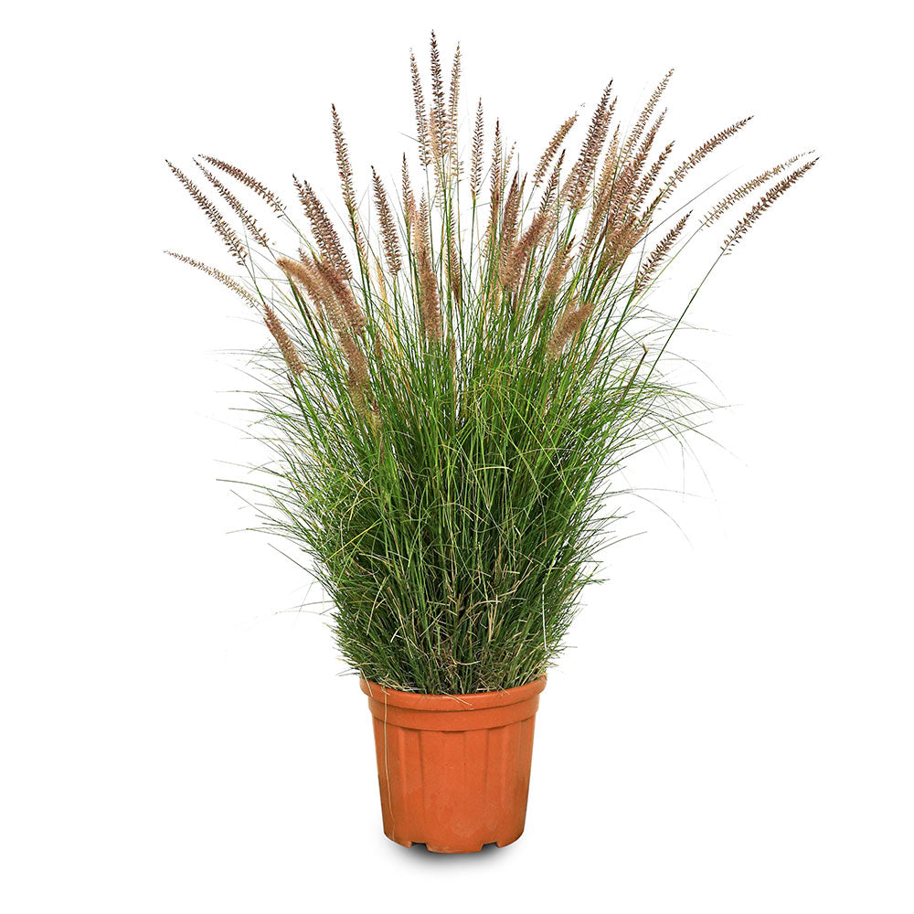 PENNISETUM SETACEUM 	(حلفا) بنيسيتوم