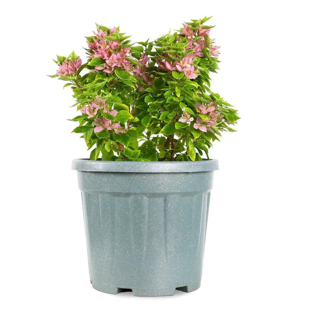 جهنمية كاتانيا حزمة 10 قطع