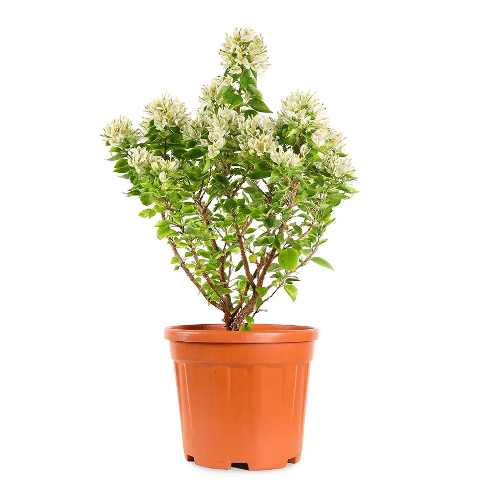 جهنمية كاتانيا الصفراء حزمة 10 قطع