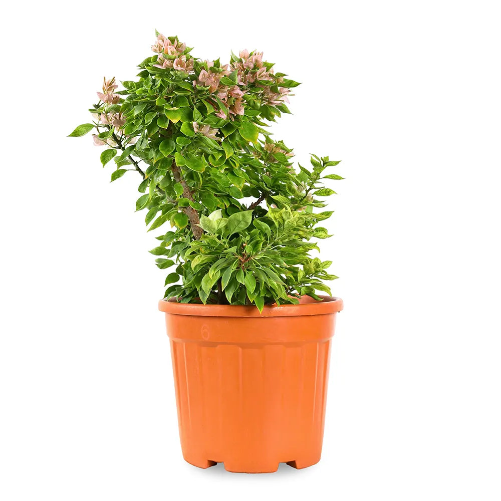 جهنمية كاتانيا حزمة 10 قطع