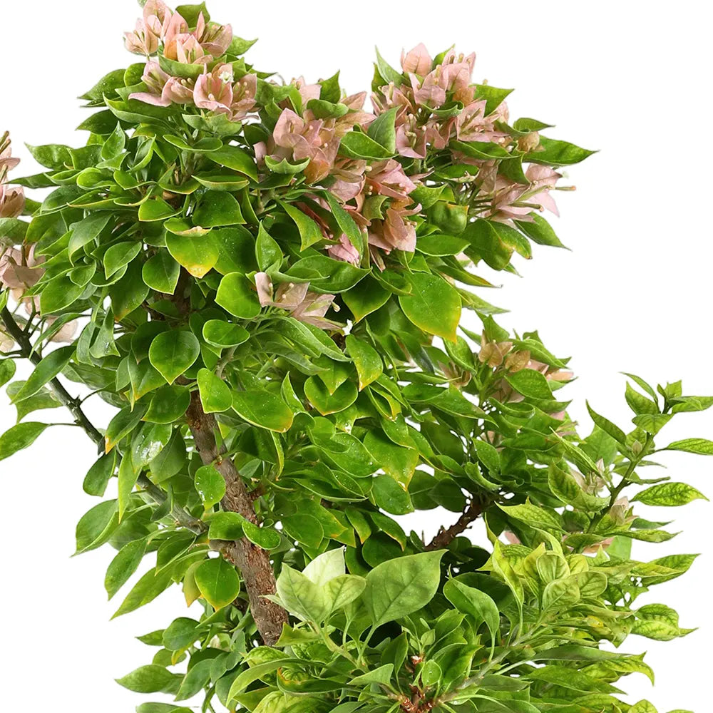 جهنمية كاتانيا حزمة 10 قطع