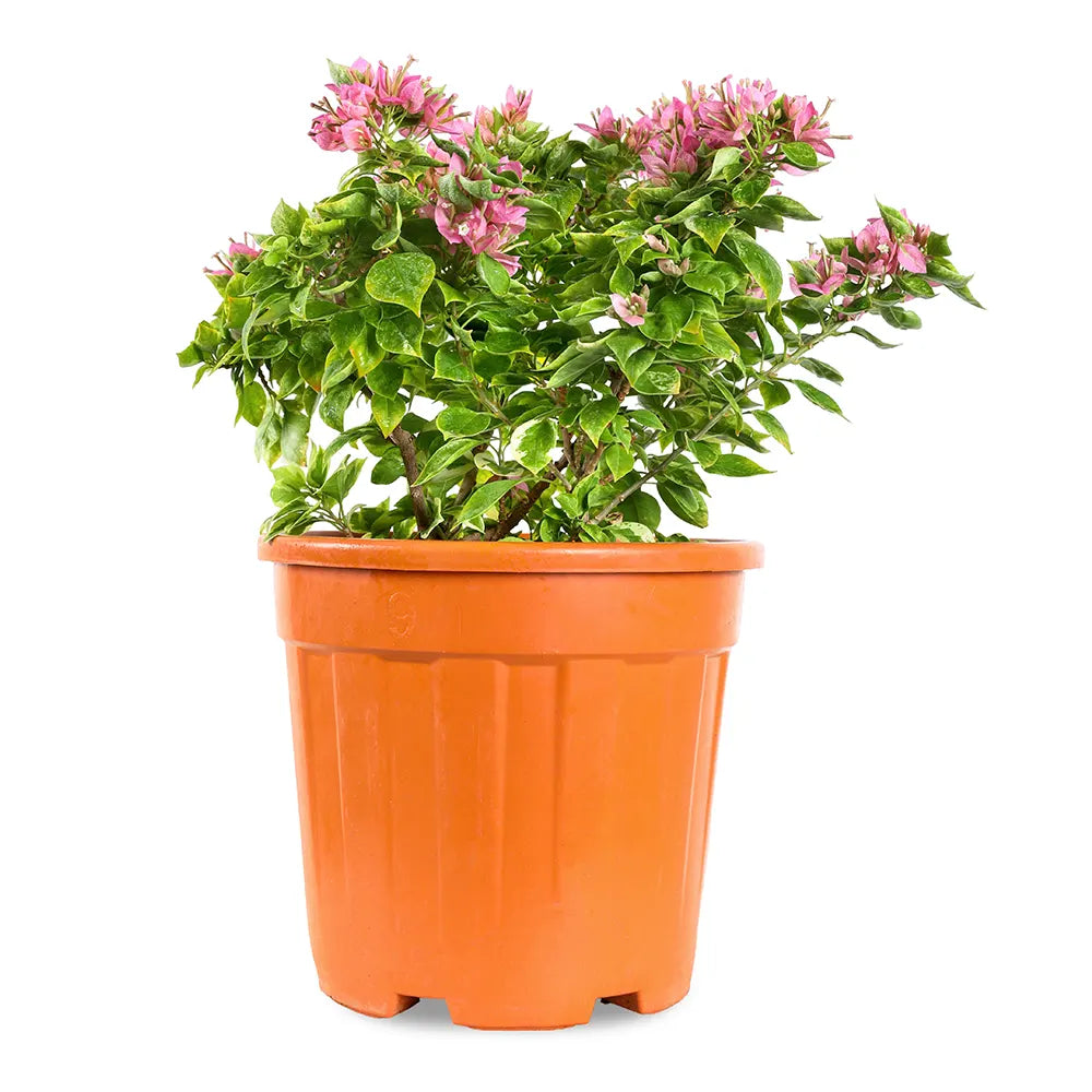 جهنمية كاتانيا وردي غامق حزمة 10 قطع