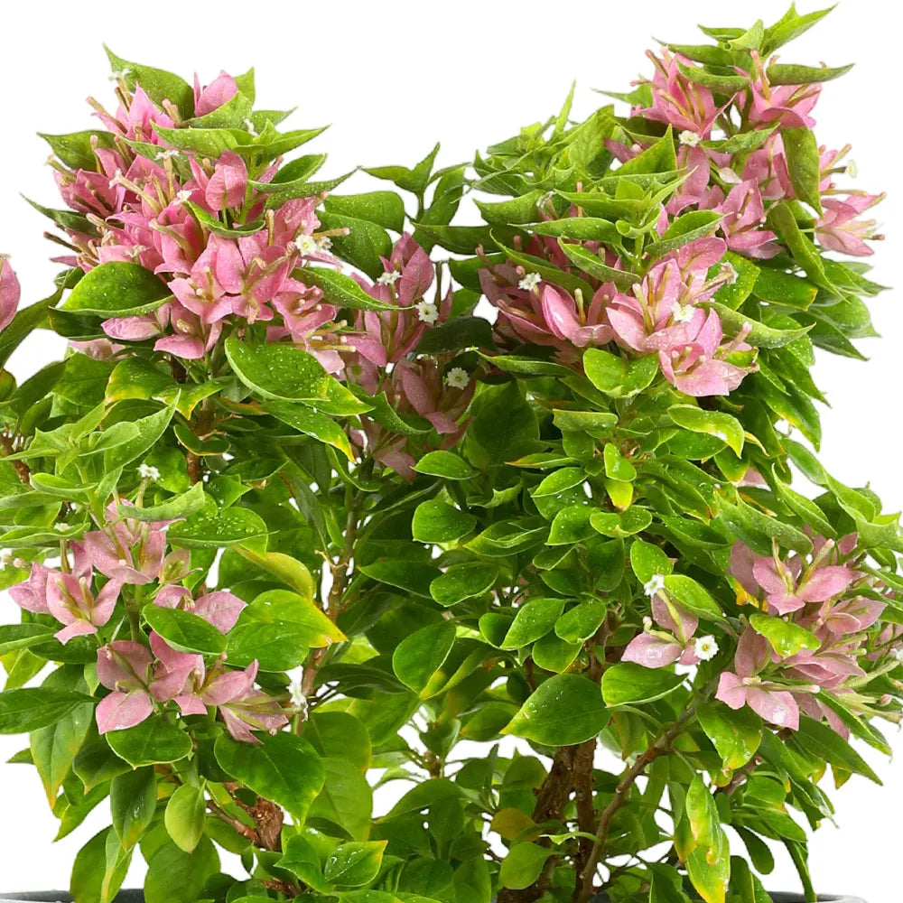 جهنمية كاتانيا حزمة 10 قطع