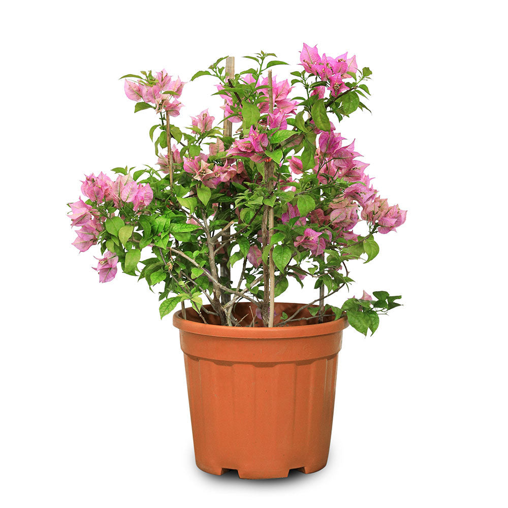 BOUGAINVILLEA COMO جهنمية (مجنونة) كومو