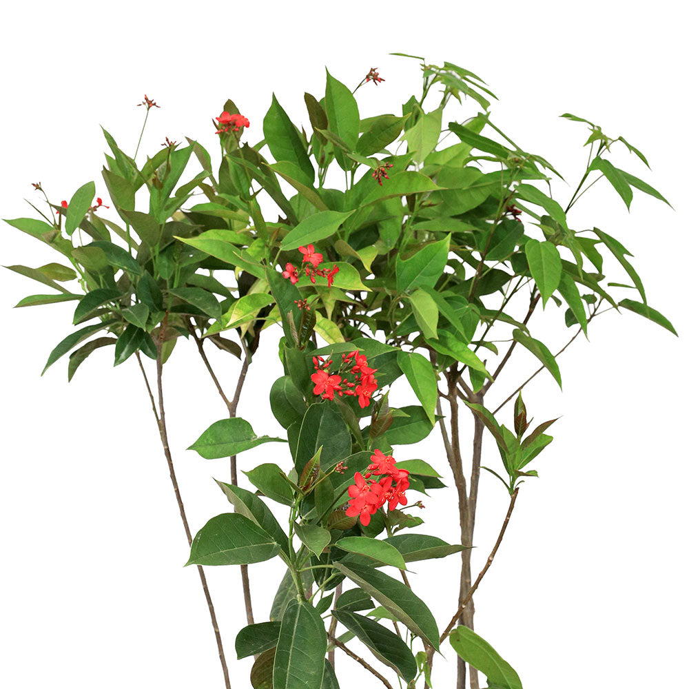 JATROPHA INTEGERRIMA - RED	جاتروفا