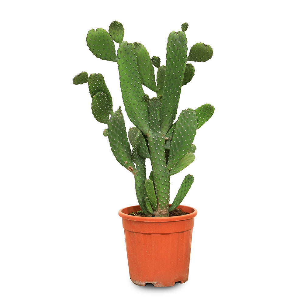 OPUNTIA CONSOLEA RUBESCENS صبار (خالي من الشوك)