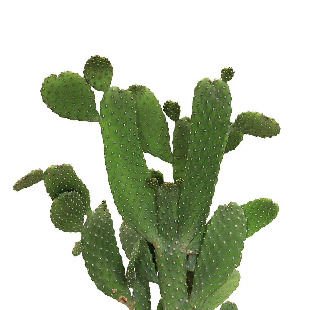 OPUNTIA CONSOLEA RUBESCENS صبار (خالي من الشوك)