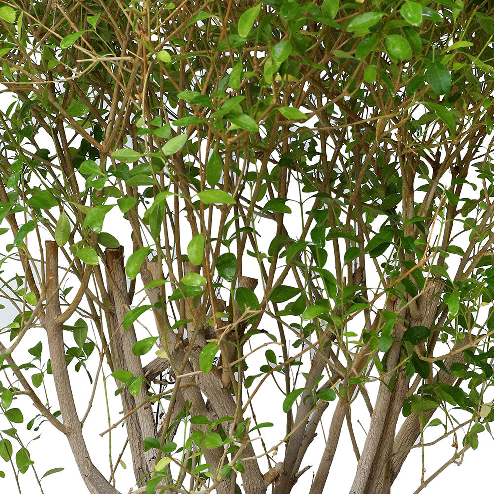 CLERODENDRUM INERME BALL SHAPE