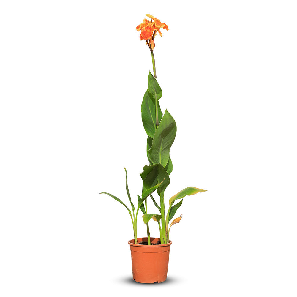 CANNA INDICA TENERIFE - مصابيح زنبق صفراء كنّا تناريف 