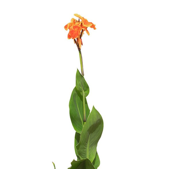 CANNA INDICA TENERIFE - LILY BULBS YELLOW كنّا تناريف