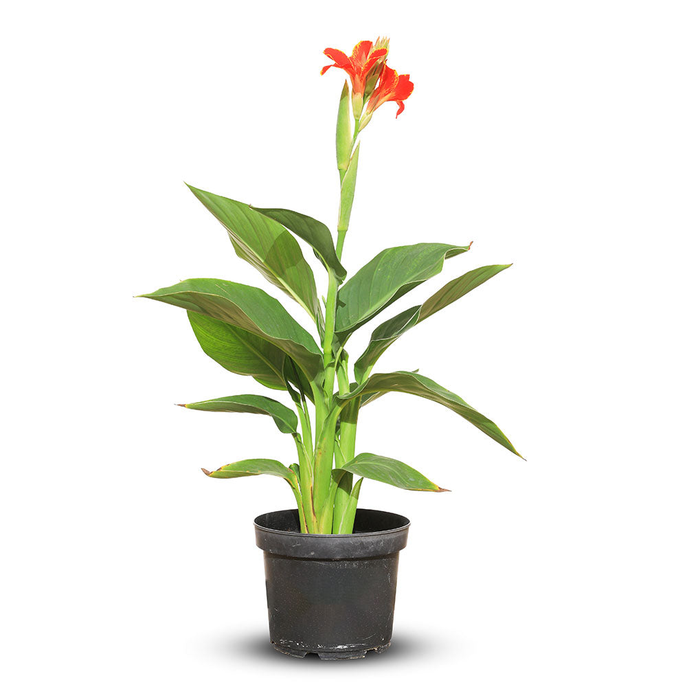 CANNA INDICA MADEIRA - RED  كنّا ماديرا