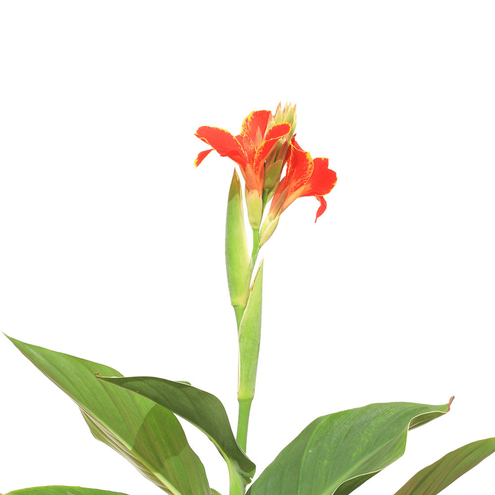 CANNA INDICA MADEIRA - RED  كنّا ماديرا