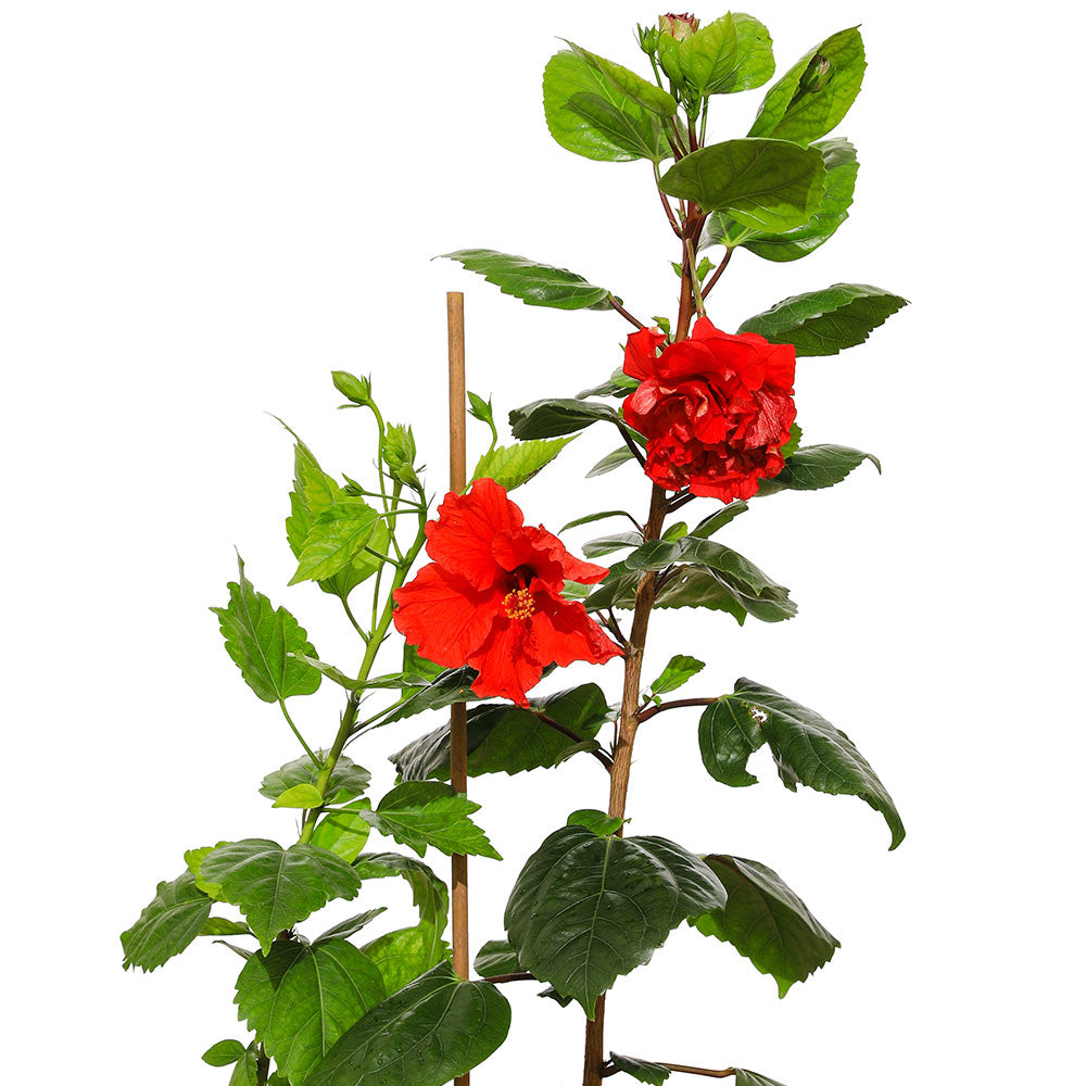 HIBISCUS ROSA SINENSIS - DOUBLE FLOWER  هايبسكس زهرة مزدوجة