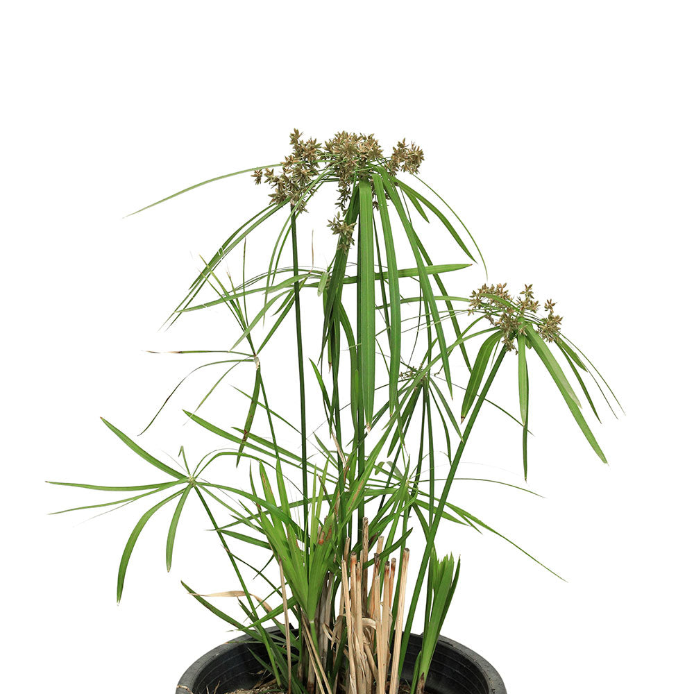 CYPERUS ALTERNIFOLIUS  سايبرس