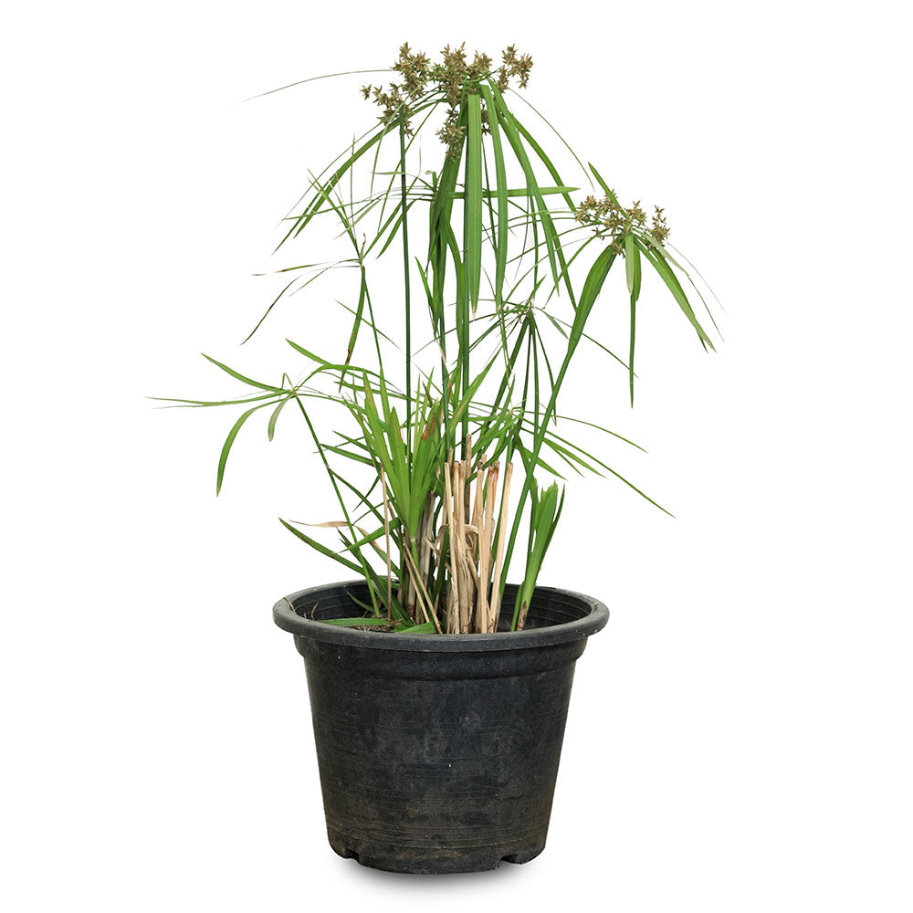 CYPERUS ALTERNIFOLIUS  سايبرس