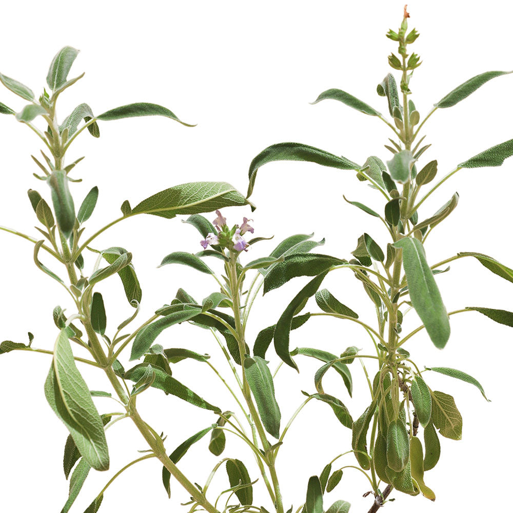 SALVIA OFFICINALIS سالفيا (مرمية)