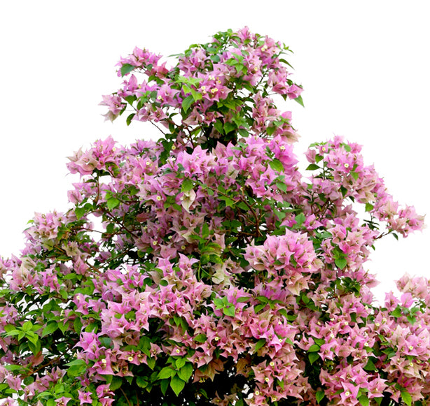 BOUGAINVILLEA COMO 1.2M جهنمية (مجنونة) كومو