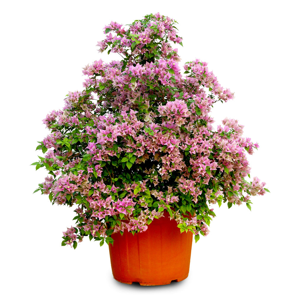 BOUGAINVILLEA COMO 1.2M جهنمية (مجنونة) كومو 