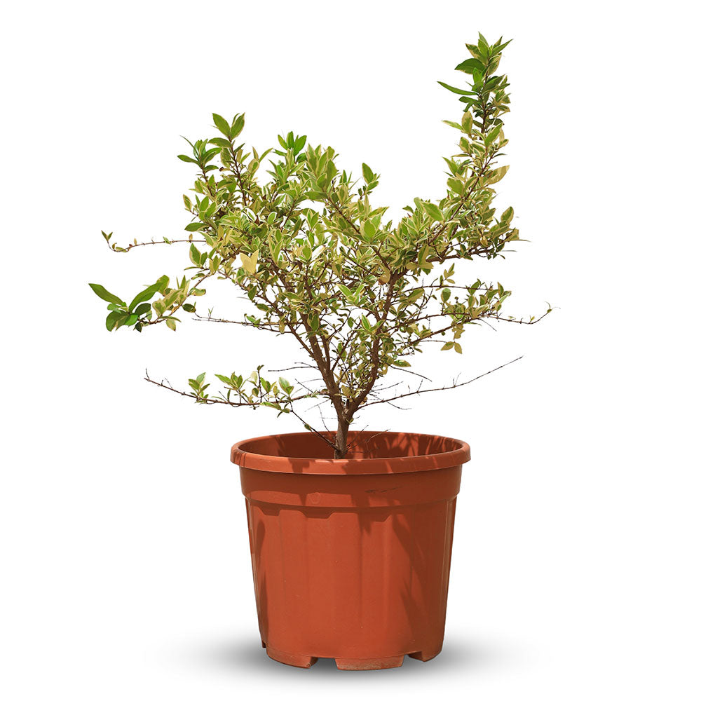 MYRTUS COMMUNIS VARIEGATED	ميرتوس كومنز مبرقشة (عشبة الأس)