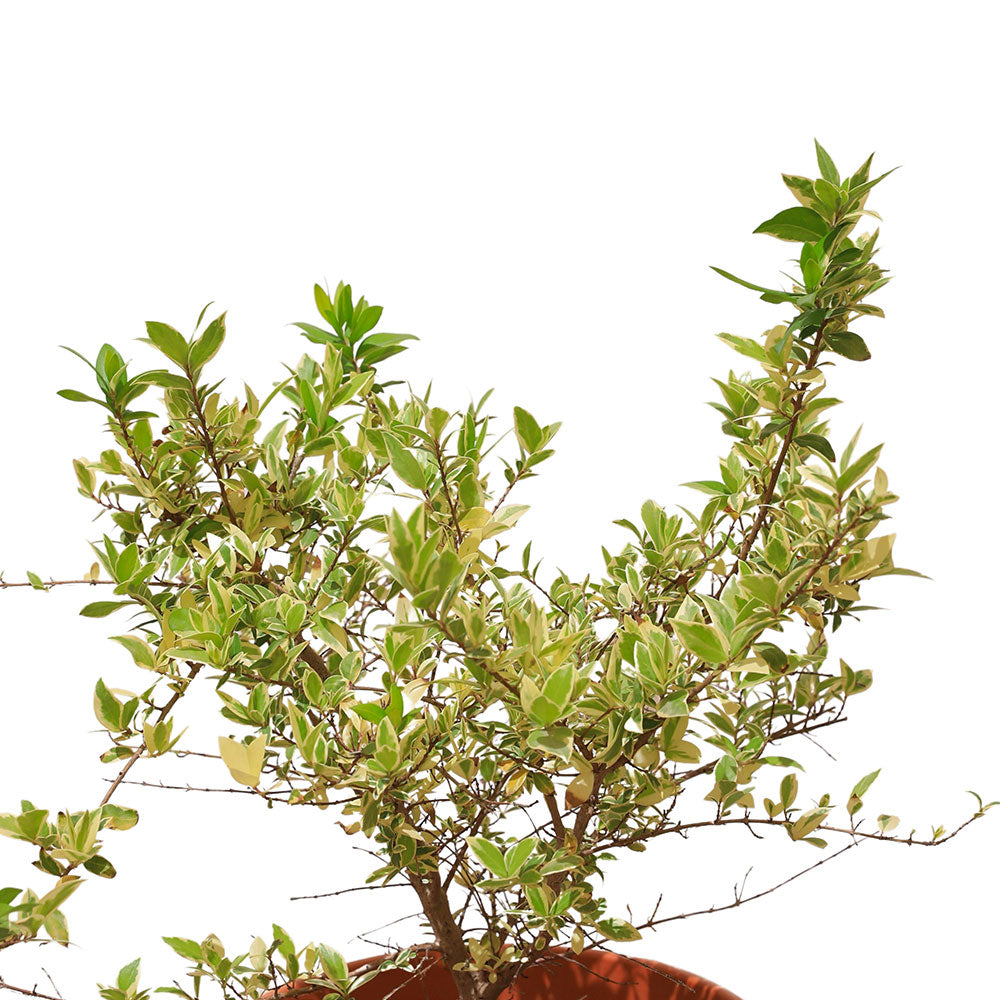 MYRTUS COMMUNIS VARIEGATED	ميرتوس كومنز مبرقشة (عشبة الأس)