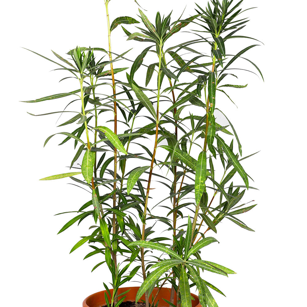 NERIUM OLEANDER 1-1.2 M   دفلة