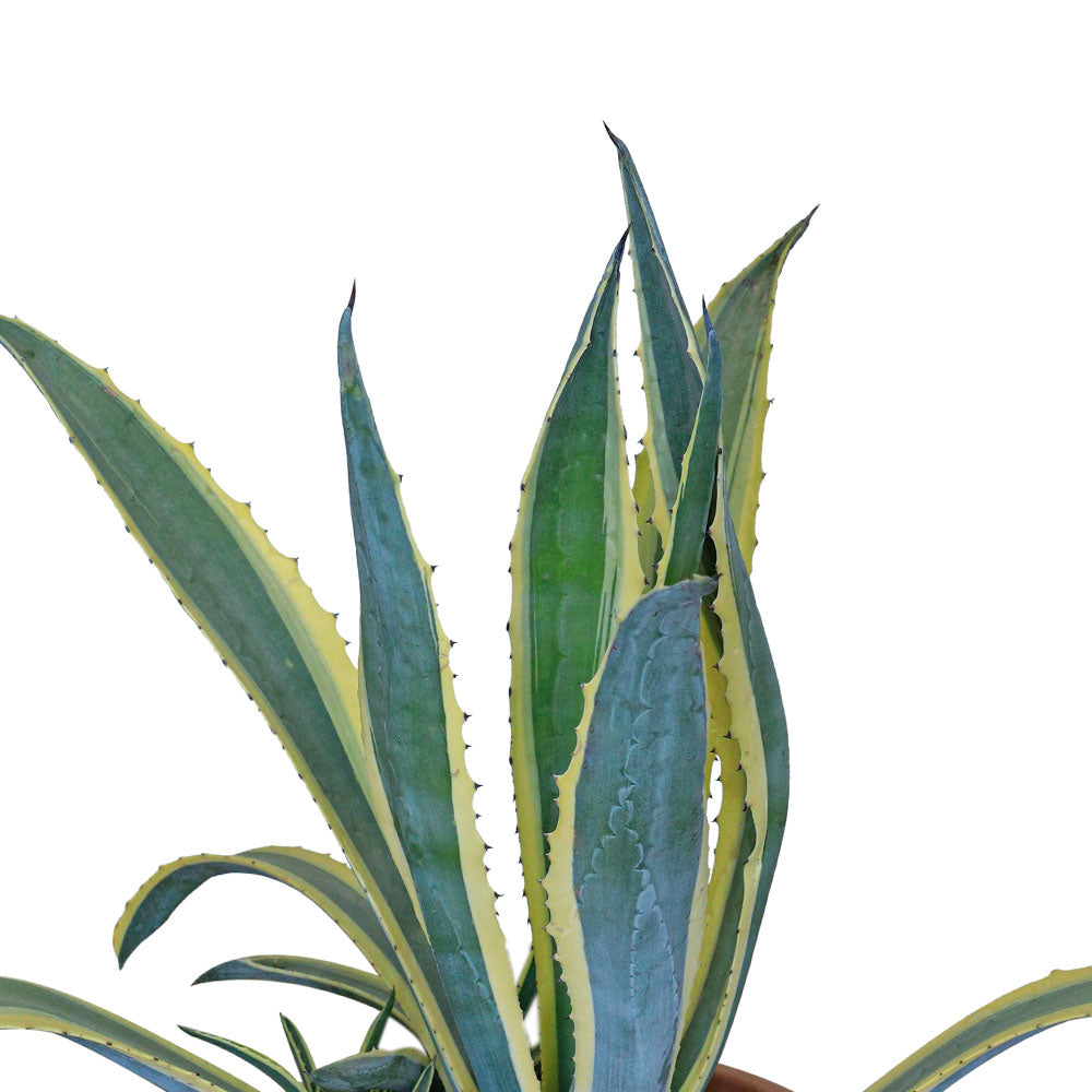 AGAVE AMERICANA VARIEGATA اجاف امريكا مبرقشة 