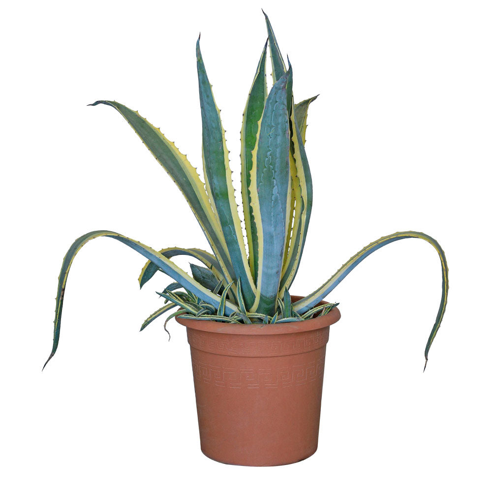 AGAVE AMERICANA VARIEGATA اجاف امريكا مبرقشة 