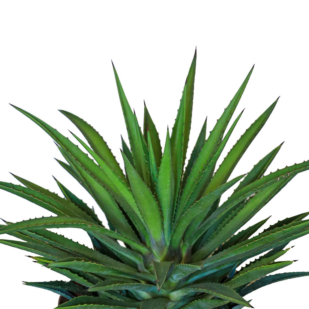 ALOE SPINOSISSIMA - سبينوسيسيمل