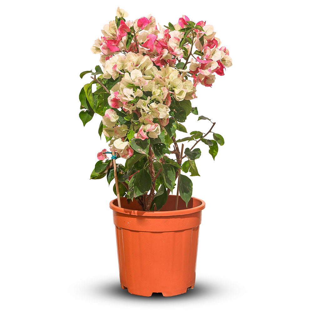 BOUGAINVILLEA TUSCANY SMALL  جهنمية (مجنونة) توسكانى