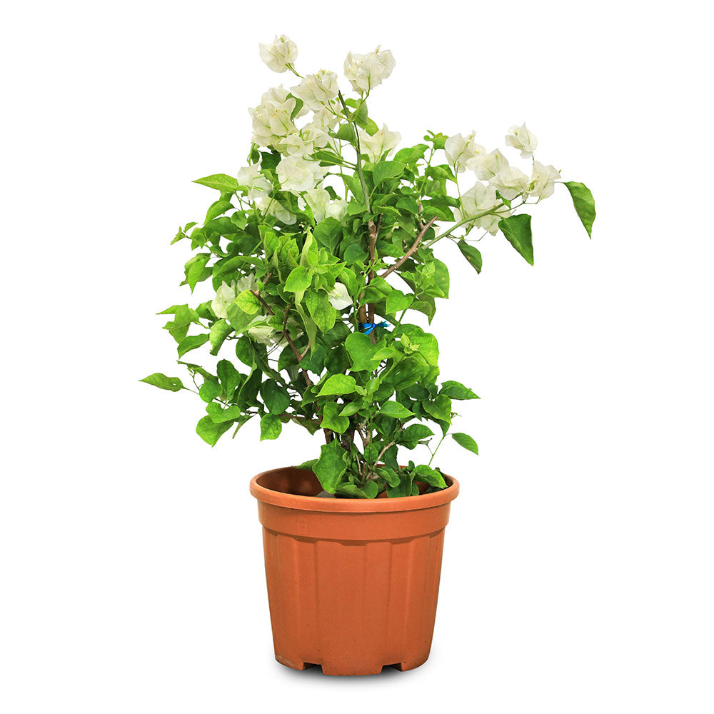 جهنمية روما بيانكو حزمة 10 قطع