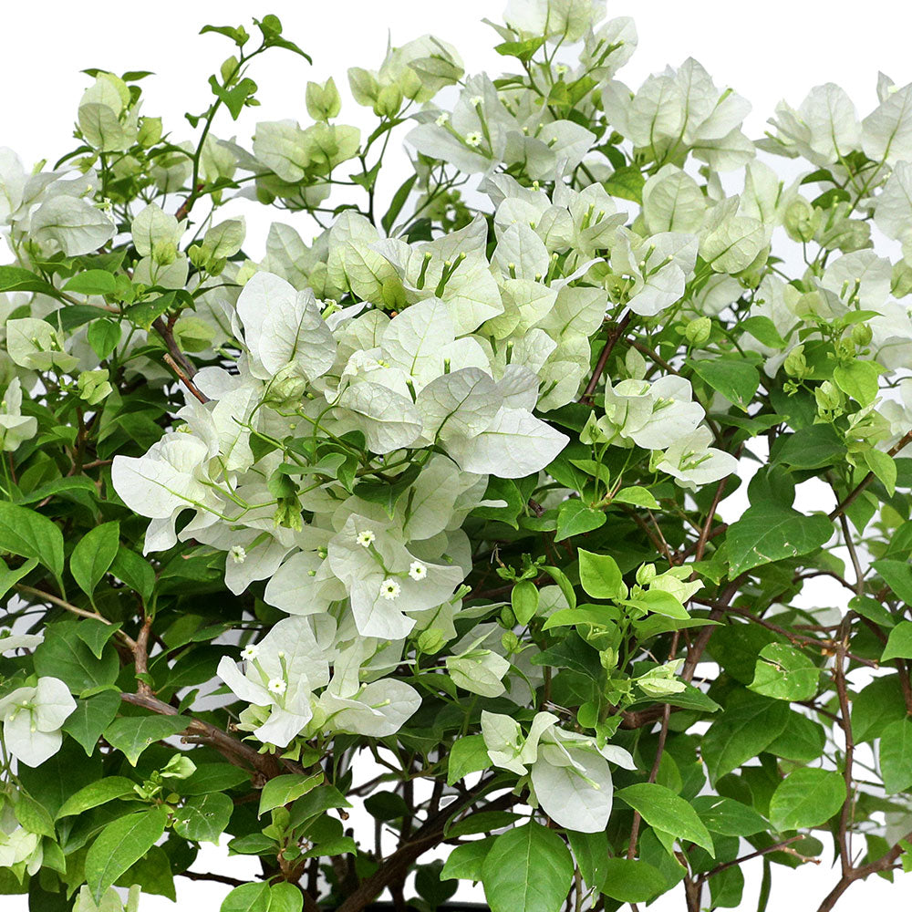 BOUGAINVILLEA ROMA BIANCO H50 - 60 CM جهنمية (مجنونة) بيانكو