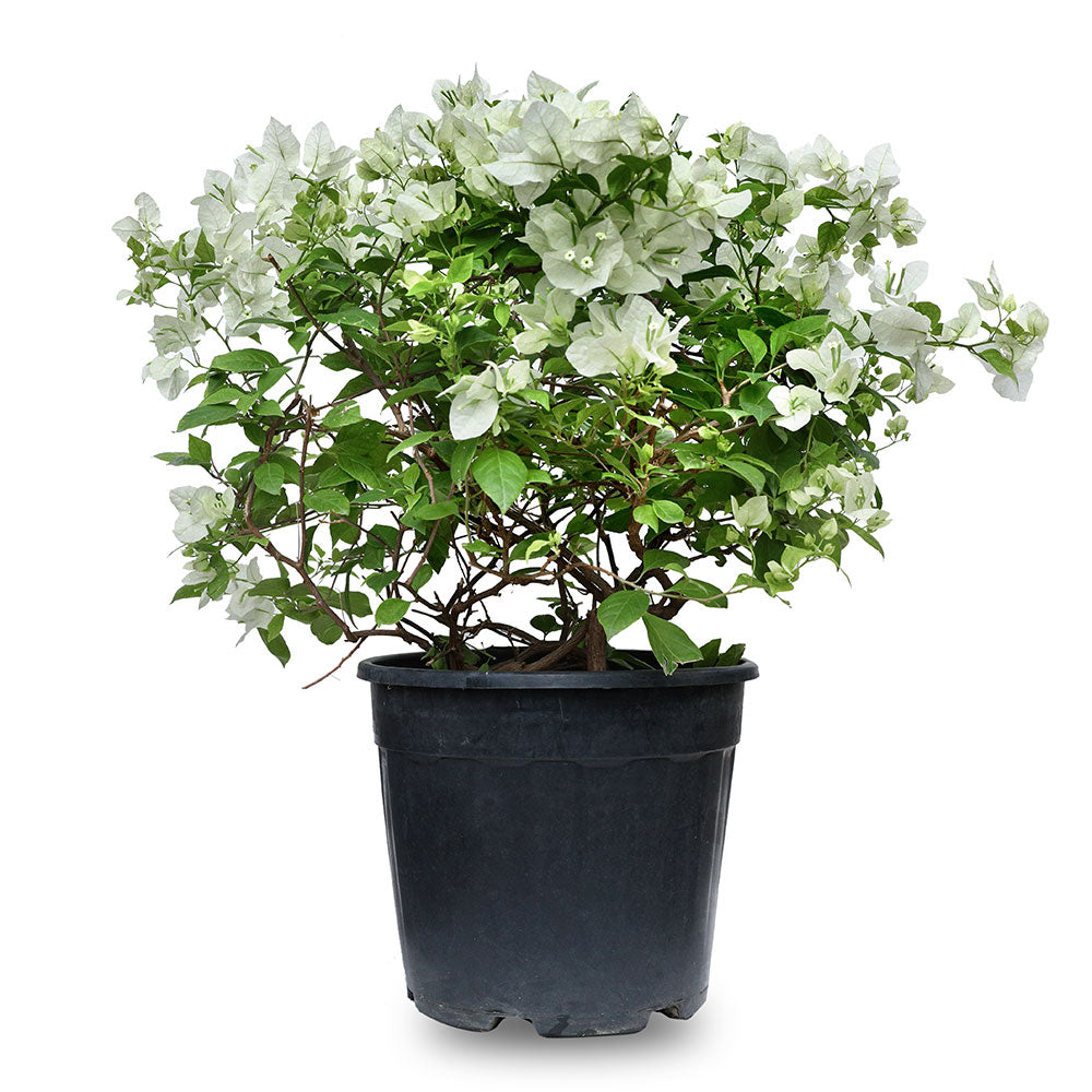 BOUGAINVILLEA ROMA BIANCO H50 - 60 CM جهنمية (مجنونة) بيانكو