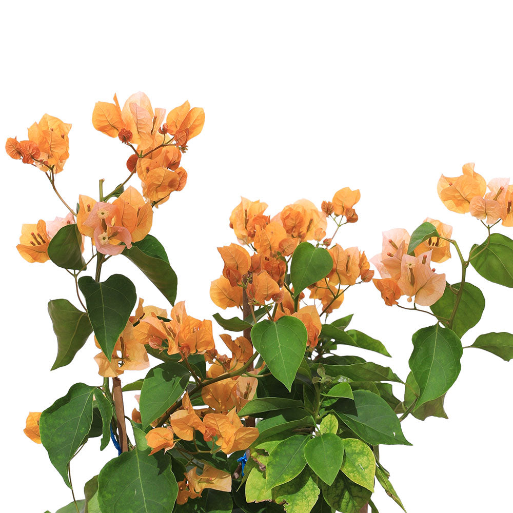 BOUGAINVILLEA SICILY YELLOW