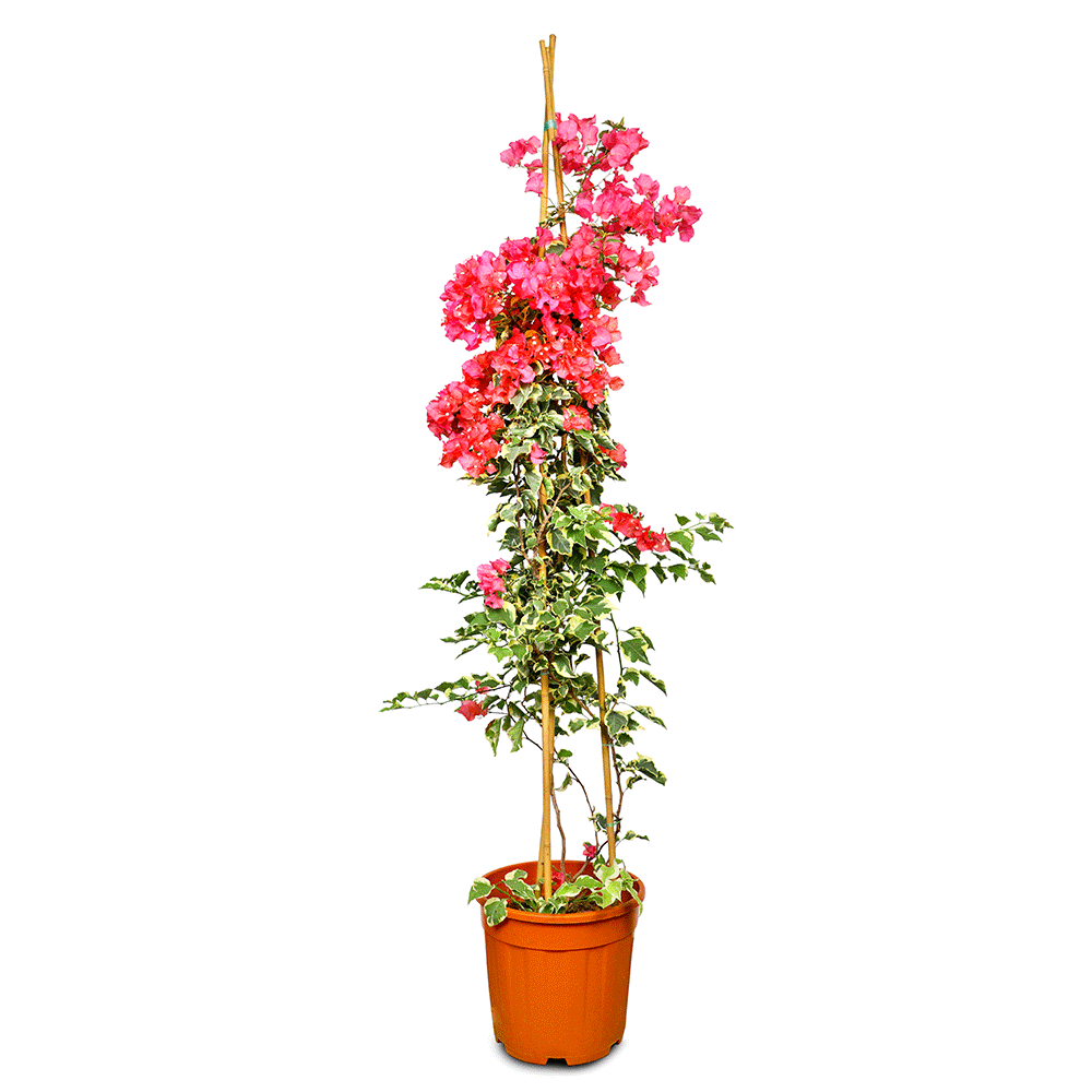 BOUGAINVILLEA TORINO CONE SHAPE H1.5 - 1.7 M نبات الجهنميه تورينو 