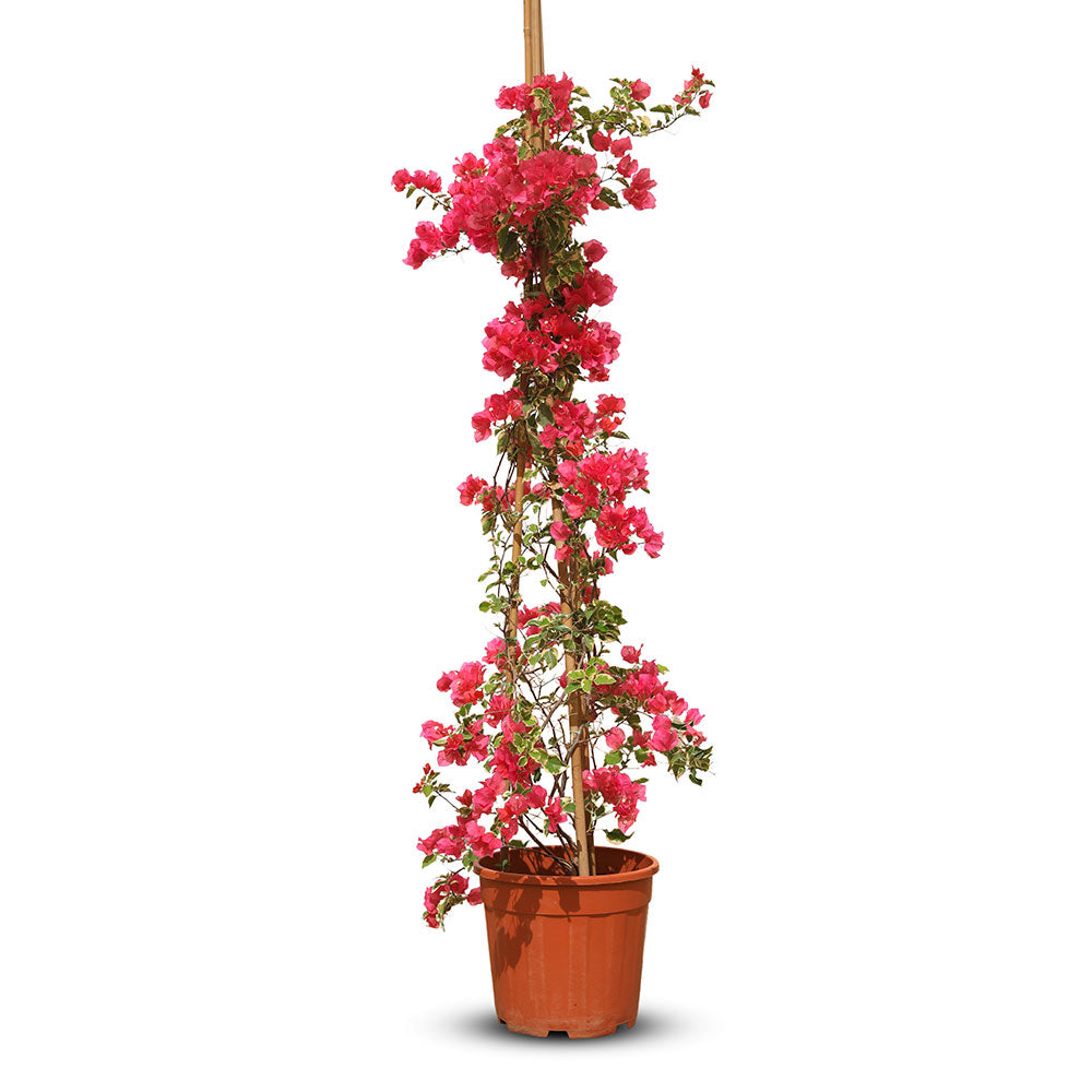 BOUGAINVILLEA TORINO CONE SHAPE H1.5 - 1.7 M نبات الجهنميه تورينو 