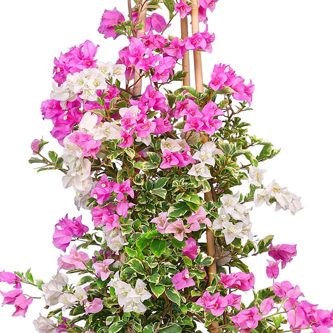 BOUGAINVILLEA RIMINI CONE SHAPE جهنمية (مجنونة)