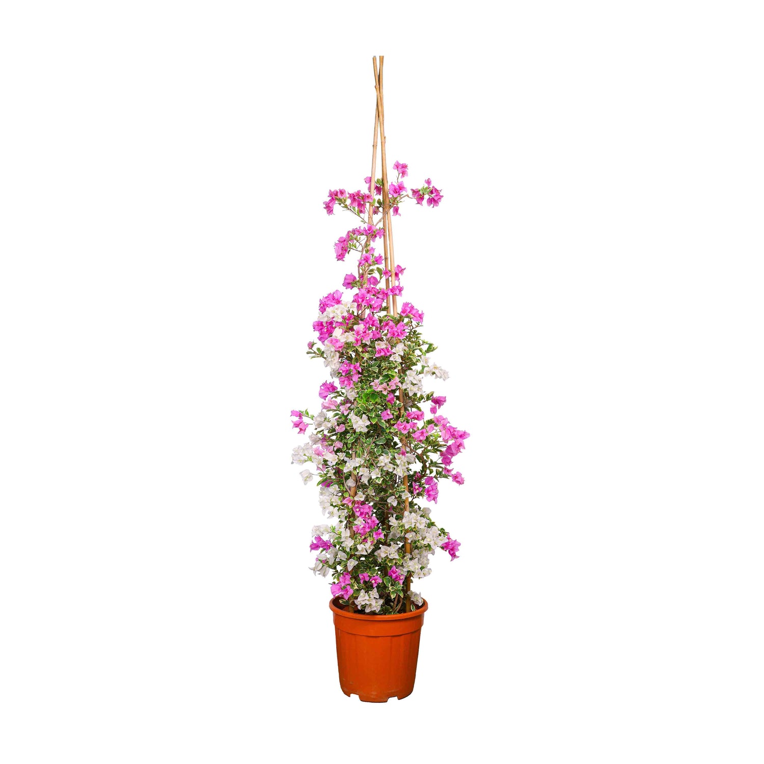 BOUGAINVILLEA RIMINI CONE SHAPE جهنمية (مجنونة)