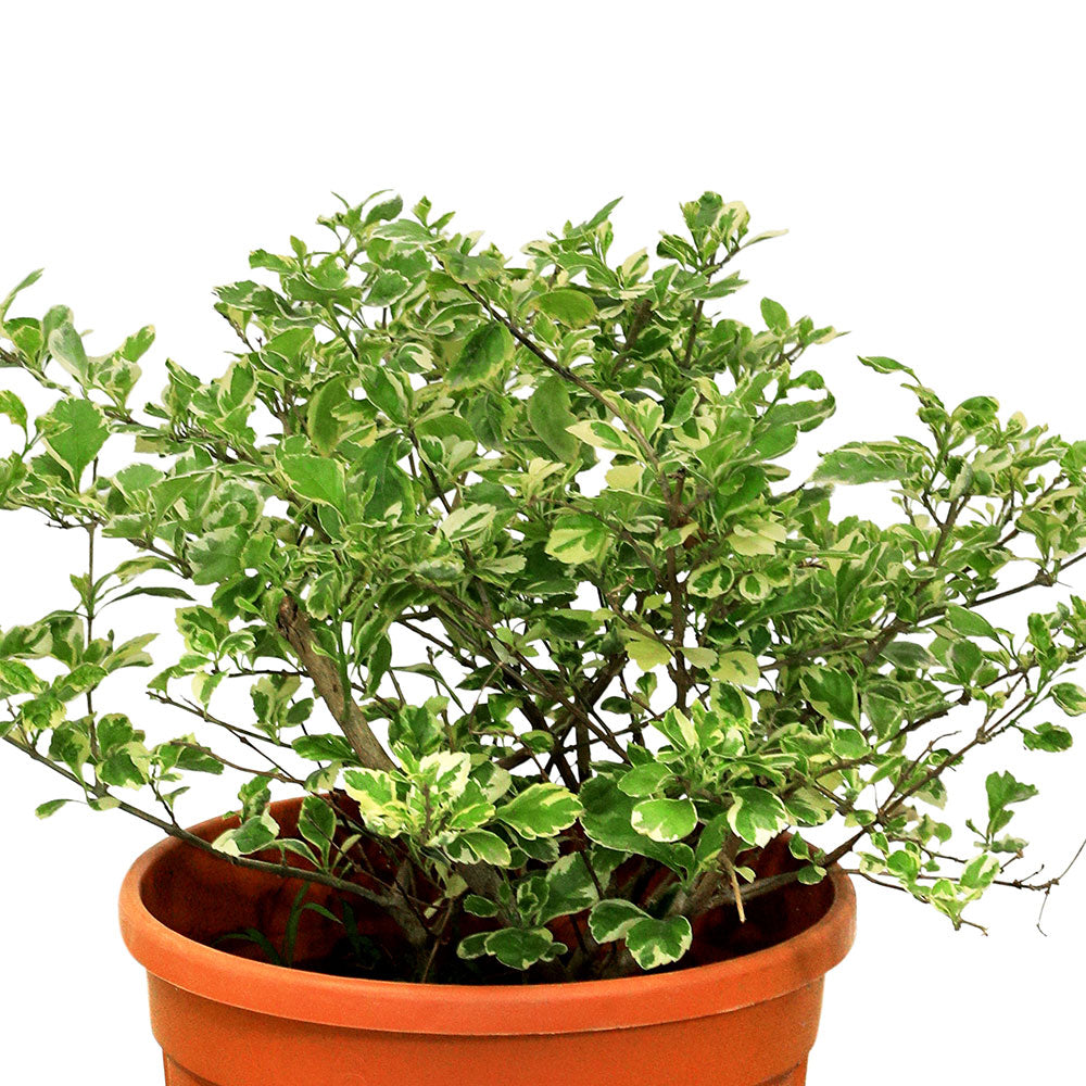 DURANTA ERECTA - VARIEGATED	دورانتا مبرقشة