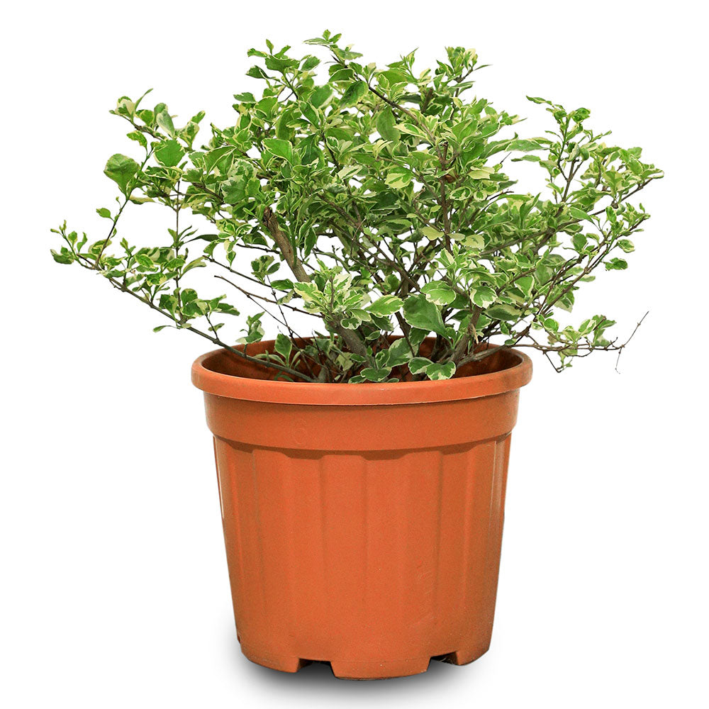 DURANTA ERECTA - VARIEGATED	دورانتا مبرقشة