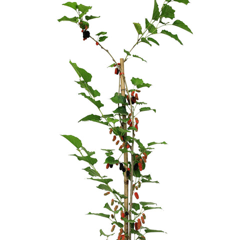 MULBERRY PLANT (MORUS NIGRA 150 CMS) نبتة التوت (موروس نيجرا )