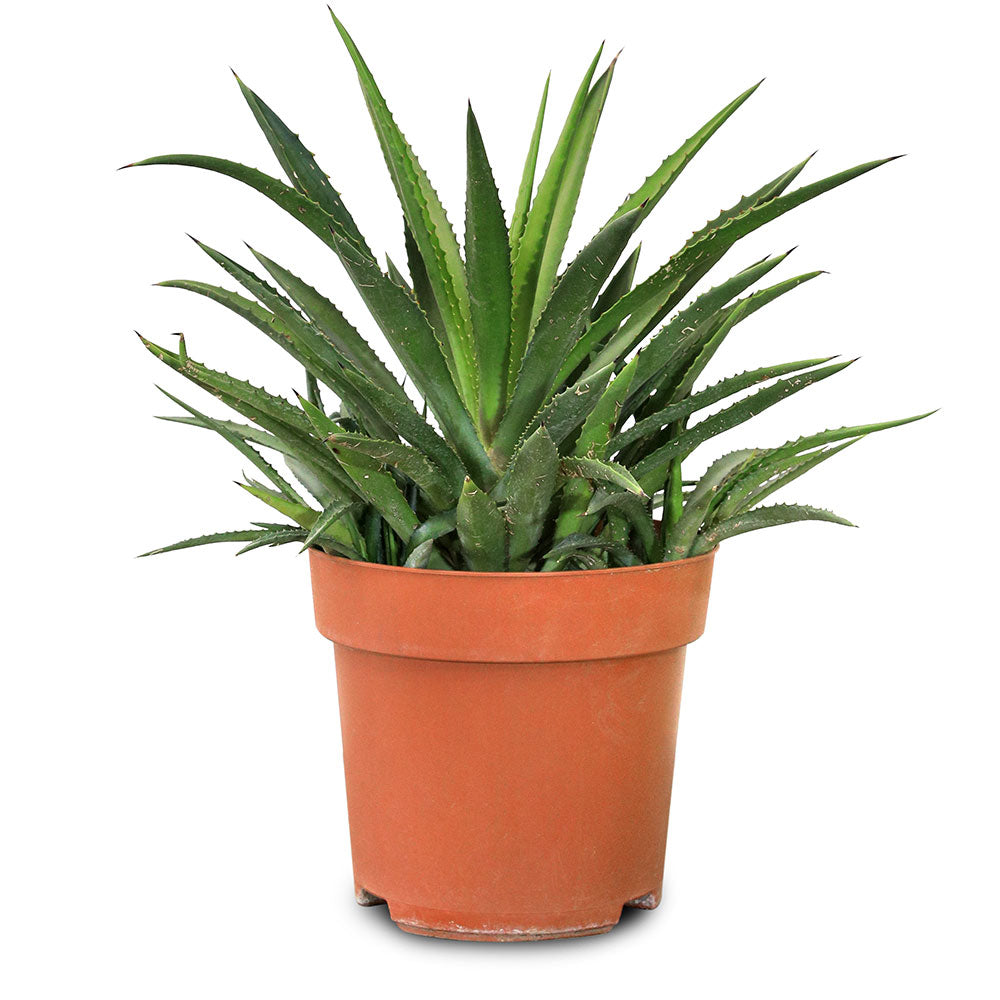 AGAVE SISALANA 9 LTR - نبات اجاف سيسالانا