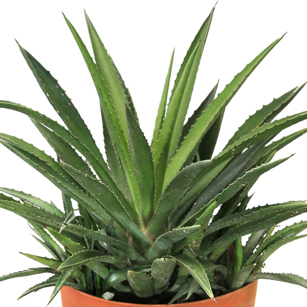 AGAVE SISALANA 9 LTR - نبات اجاف سيسالانا