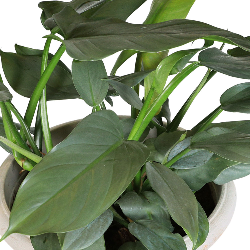 PHILODENDRON HASTATUM H40 9 LTR فيلودندرون