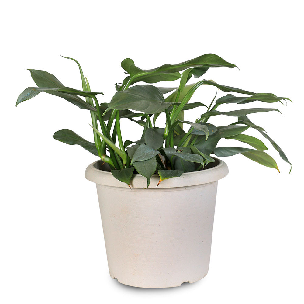 PHILODENDRON HASTATUM H40 9 LTR فيلودندرون