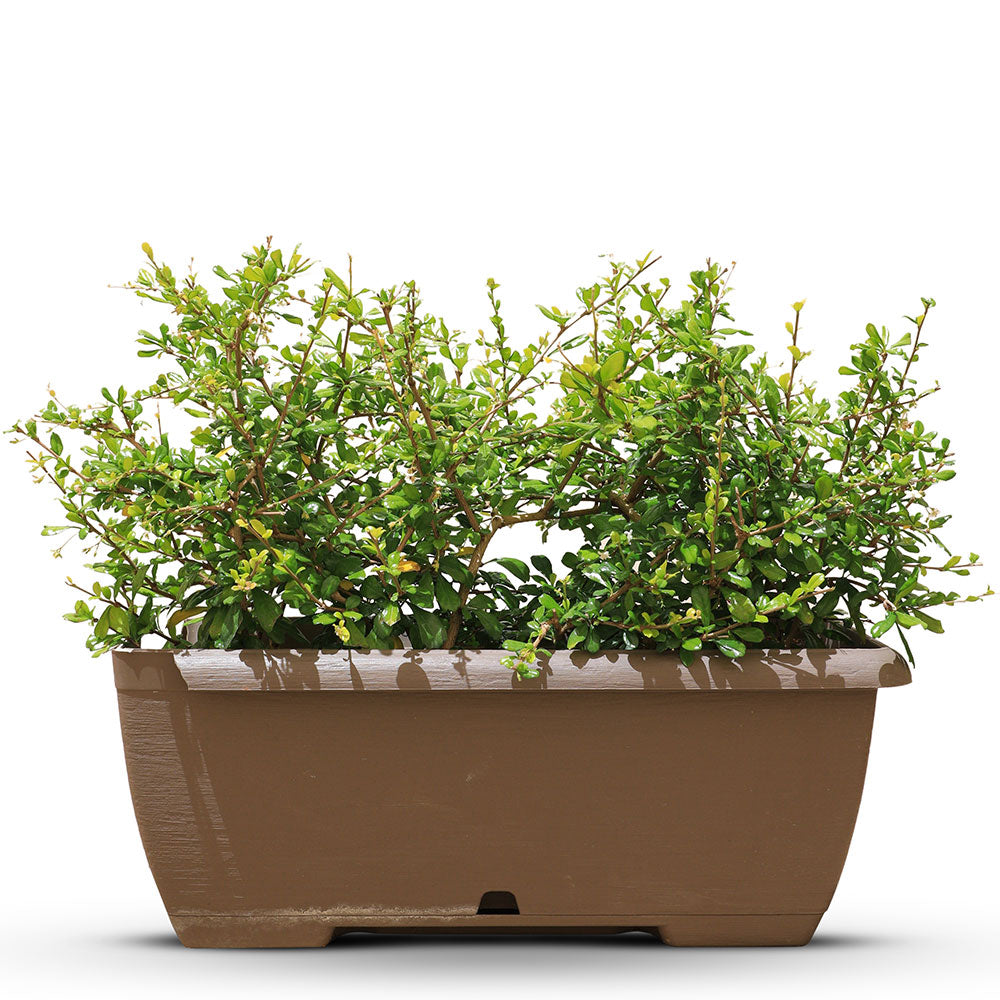 CARMONA MICROPHYLA RECTANGULAR POT L55XH20CM (HEDGE)   كارمونا ميكروفيلا