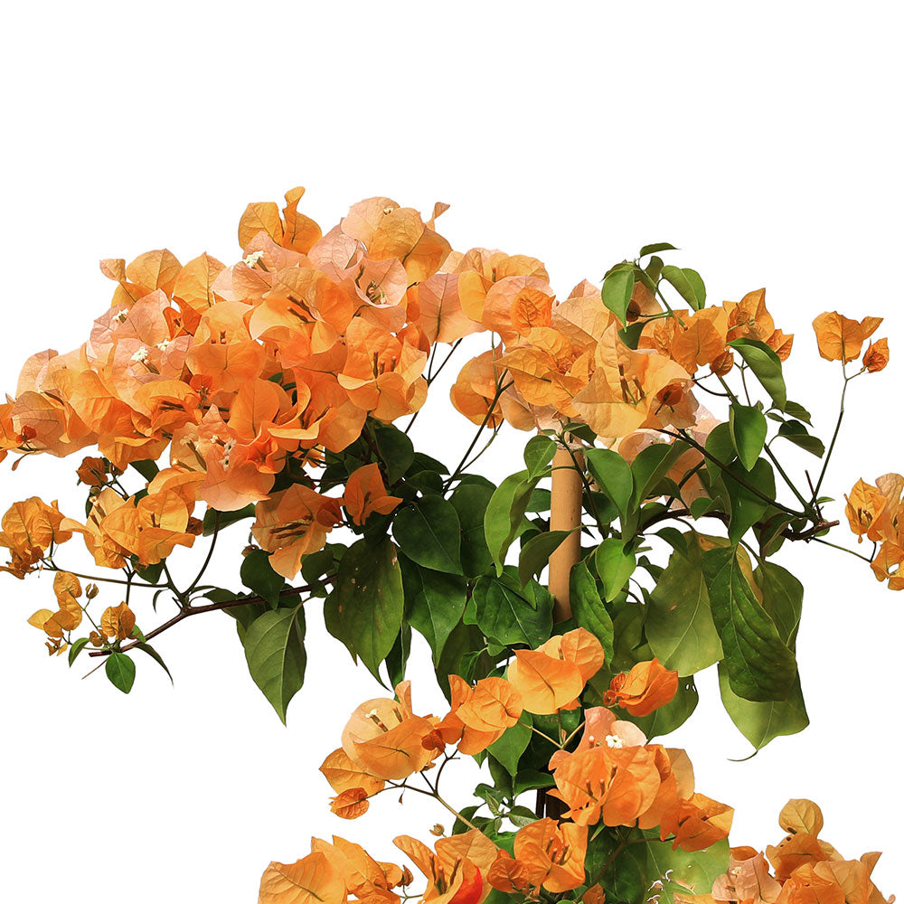 جهنمية روما