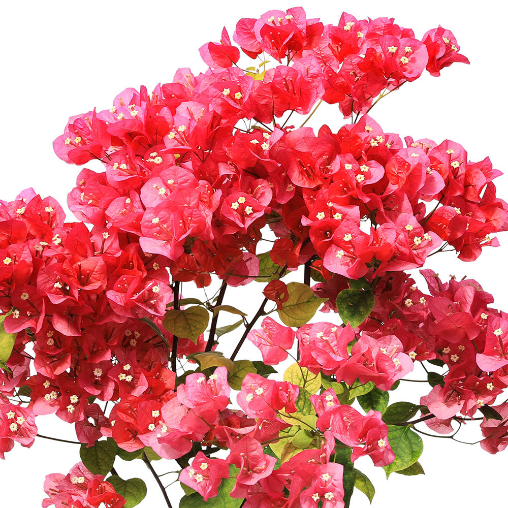 BOUGAINVILLEA ROMA 1 METER  [جهنمية [مجنونة