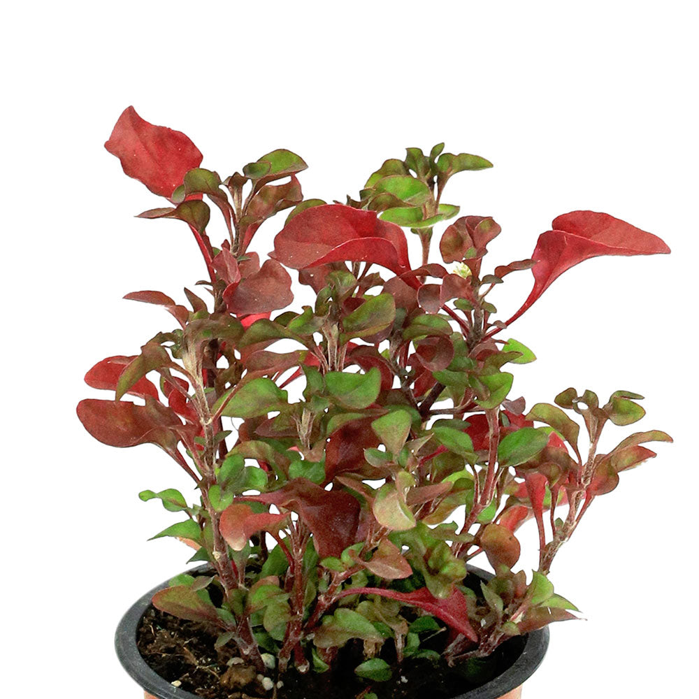 ALTERNANTHERA POT 12CM نبتة الإنترنانثيرا